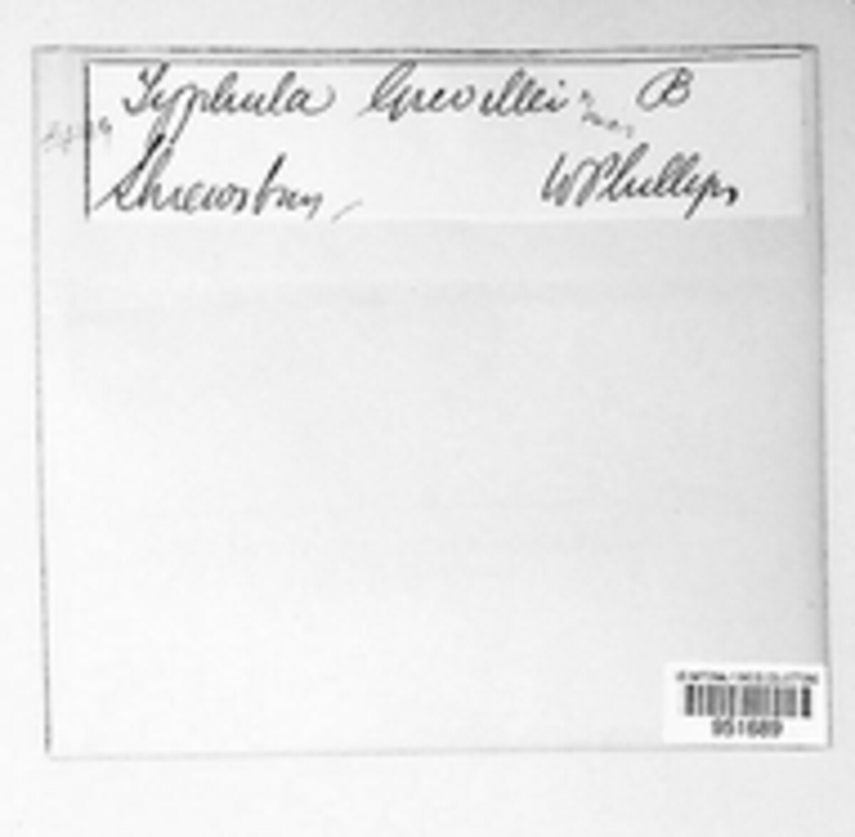 Typhula grevillei image